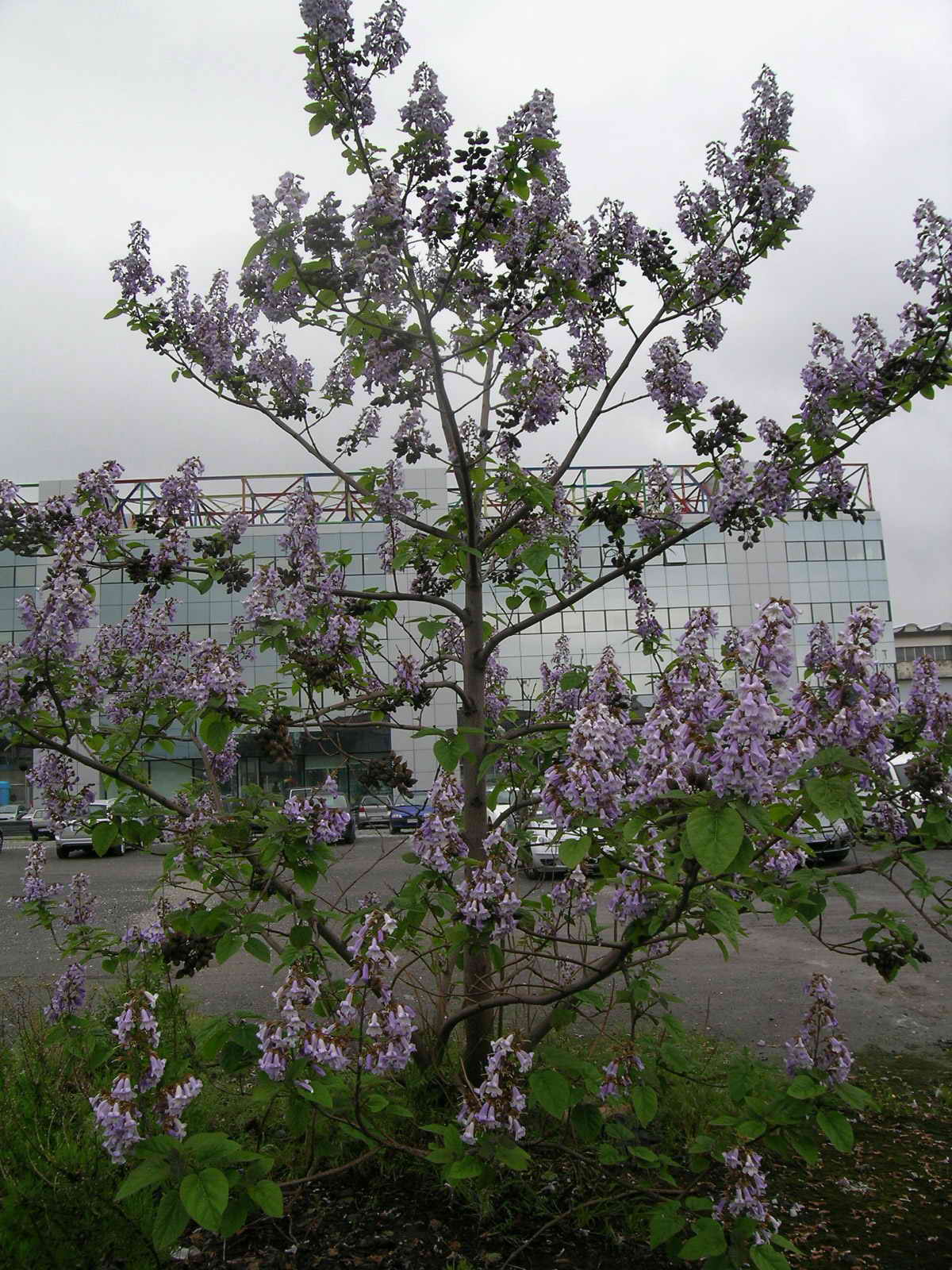 Paulownia tomentosa / Paulownia